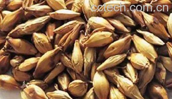 炒谷芽和炒麦芽的功效-0