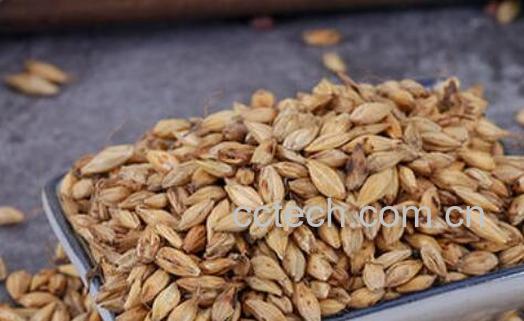 炒谷芽和炒麦芽的功效-1