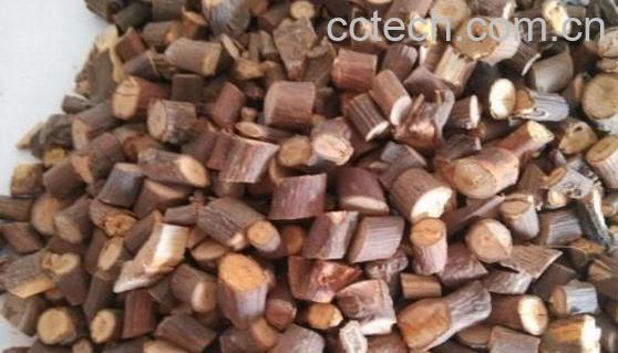 桂枝的功效与作用及禁忌-0