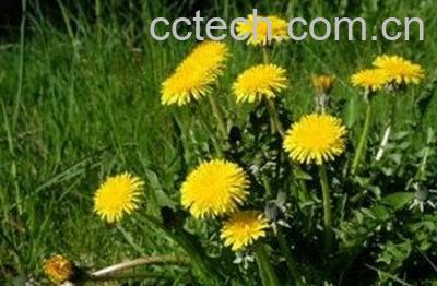  双角蒲公英是什么 双角蒲公英的功效与作用-1