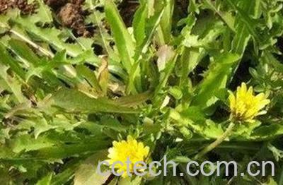 尖角蒲公英是什么 尖角蒲公英的功效与作用-1