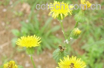 尖角蒲公英是什么 尖角蒲公英的功效与作用-0