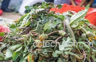 婆婆丁花的功效与作用 婆婆丁花怎么晒干-0