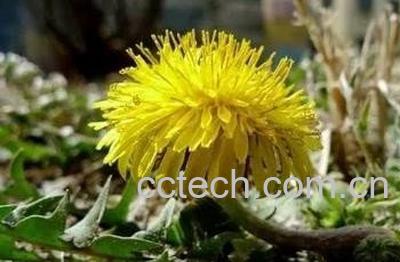 婆婆丁花的功效与作用 婆婆丁花怎么晒干-1