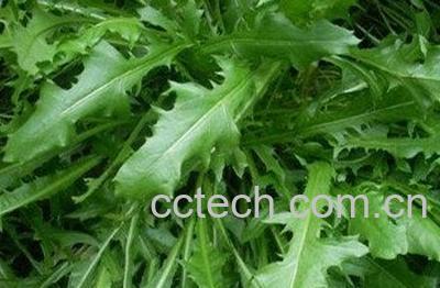  灰果蒲公英的功效与作用 灰果蒲公英怎么吃-1