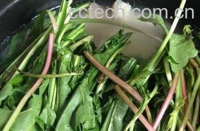 蒲公英炖肉的功效与作用 蒲公英炖肉的副作用-1