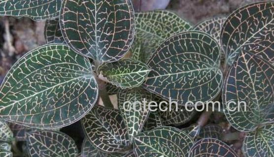 金线莲的功效与作用 金线莲的正确用法-0