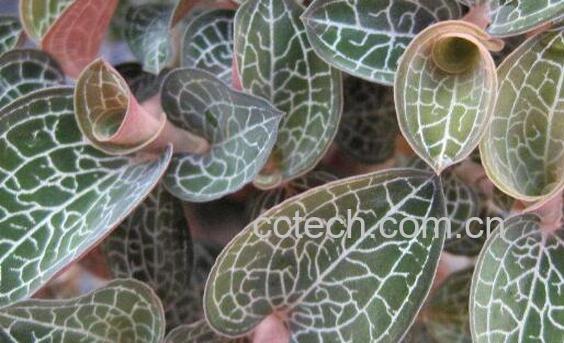 金线莲的功效与作用 金线莲的正确用法-1