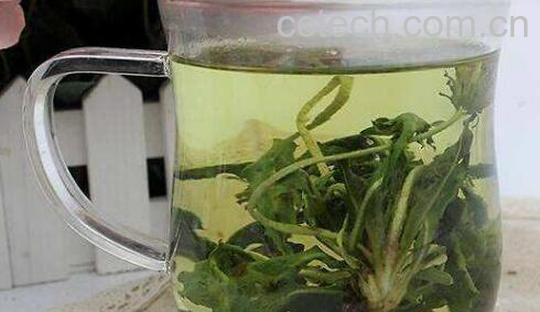 蒲公英泡水喝的功效作用-1