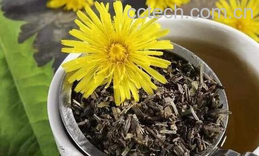 蒲公英茶哪些人不宜喝 女性喝蒲公英茶的禁忌-1