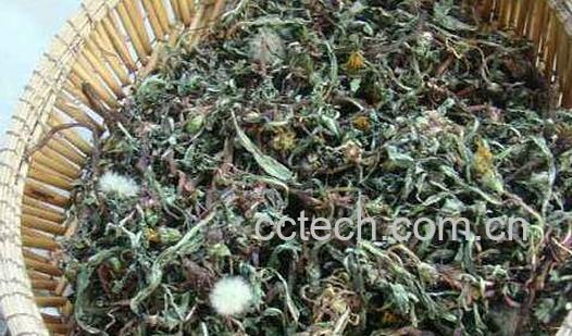 炒蒲公英和不炒区别 蒲公英的功效-0