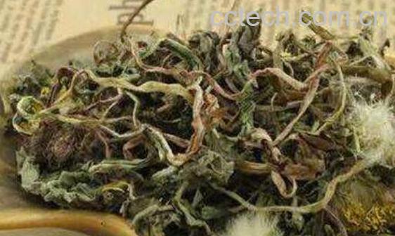 炒蒲公英和不炒区别 蒲公英的功效-1