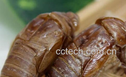 蝉壳泡脚的功效与作用 蝉壳的功效与作用-0