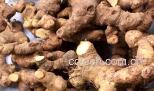 生黄精的功效与作用及副作用-0