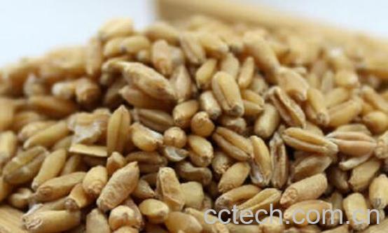 浮小麦的功效与作用及禁忌-1