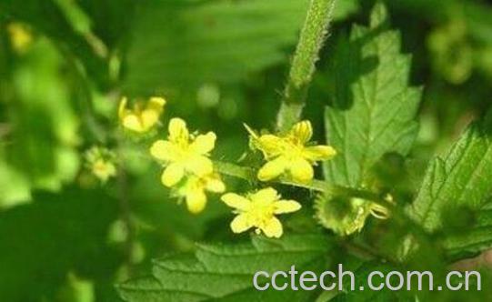 仙鹤草的功效与作用及禁忌-0