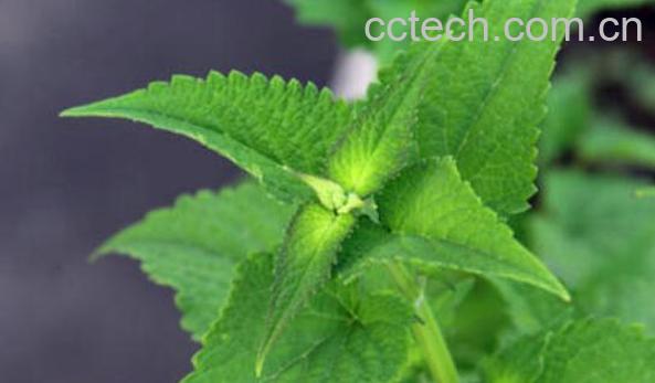 藿香的功效与作用及禁忌-1