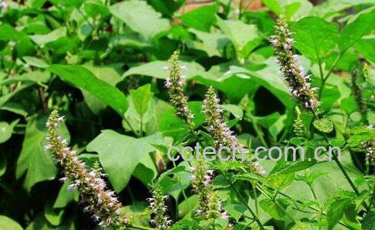 藿香吃了对身体有什么好处 什么样的人不能吃藿香-1