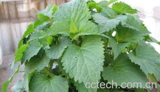 藿香吃了对身体有什么好处 什么样的人不能吃藿香-0