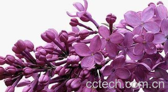 紫丁香花籽的作用与功效-0