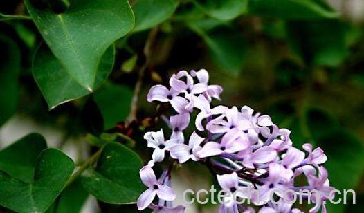 紫丁香花籽的作用与功效-1