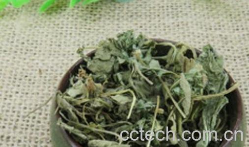 地丁草泡水喝的功效与作用-0