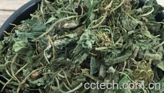 地丁草泡水喝的功效与作用-1