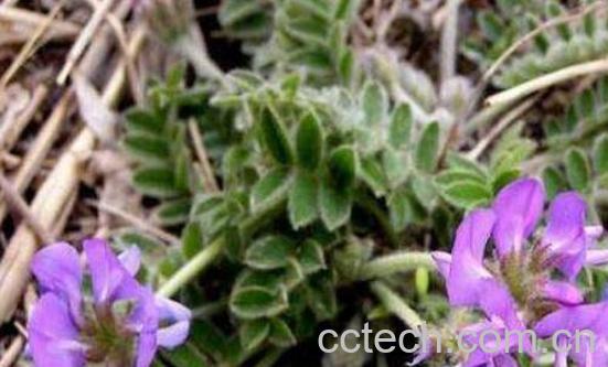 甜地丁草泡水喝的功效与作用-0