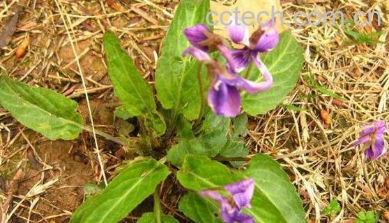 甜地丁草泡水喝的功效与作用-1