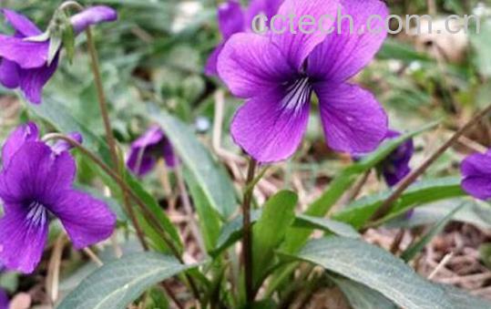 地丁的功效与作用及禁忌-0