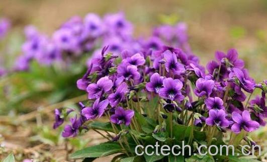 地丁的功效与作用及禁忌-1