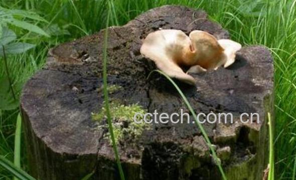 桦树菇的功效与作用-1