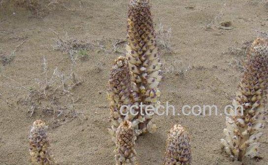 沙苁蓉图片 沙苁蓉的功效与作用-0