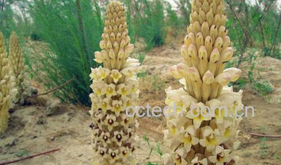 沙苁蓉和肉苁蓉的区别 沙苁蓉的吃法-0