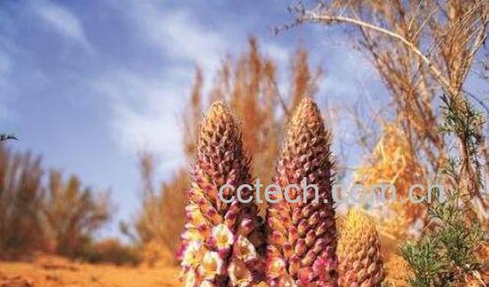 沙苁蓉和草苁蓉的区别 吃沙苁蓉的好处-1