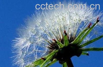  窄苞蒲公英图片 窄苞蒲公英的功效与作用-1