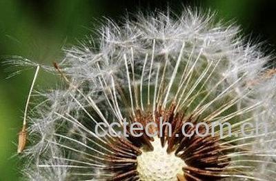  窄苞蒲公英图片 窄苞蒲公英的功效与作用-0