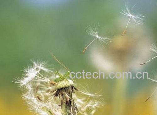 蒲公英-0