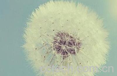 蒲公英-1