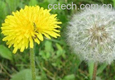 蒲公英花-1