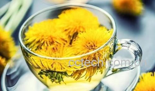 蒲公英茶-1
