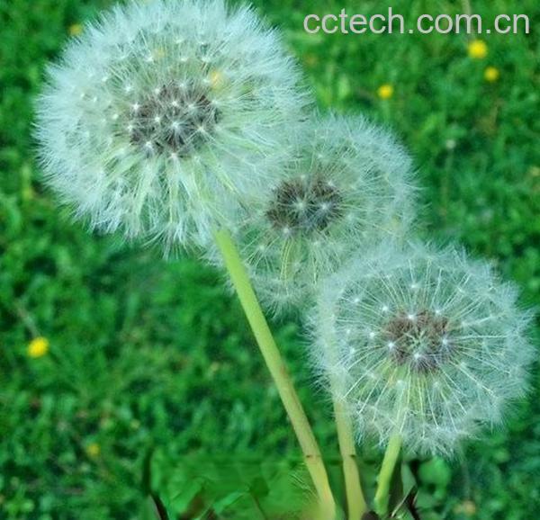 假蒲公英-1
