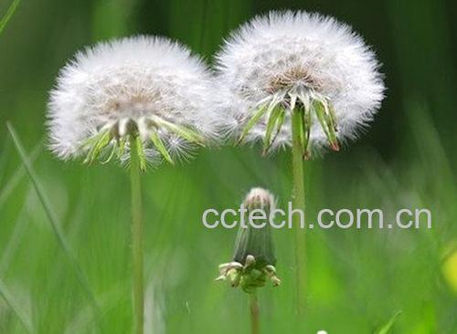 多裂蒲公英-1