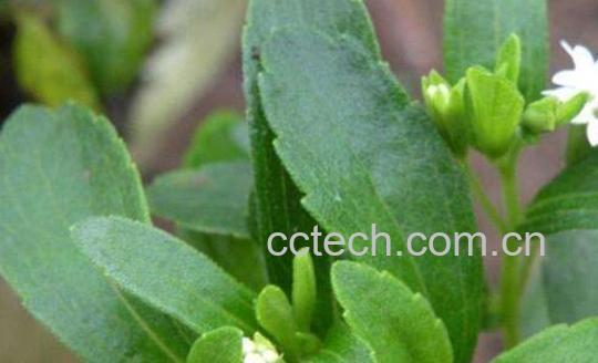 甜叶菊的功效与作用及禁忌-1