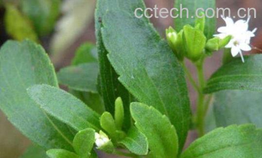 甜叶菊的功效与作用及禁忌-0