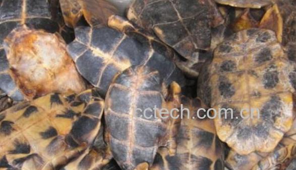 龟板的功效与作用 龟板的副作用-1