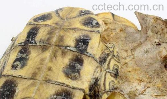 龟板的功效与作用 龟板的副作用-0