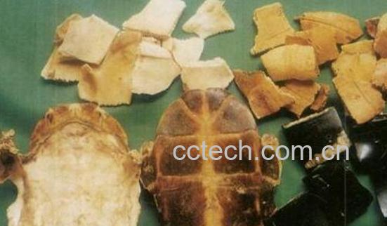 生龟板的作用和功效-0