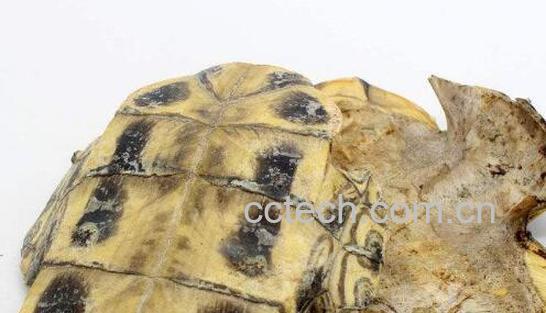 生龟板的作用和功效-1