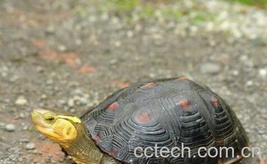 赤米龟鞭的功效与作用-1